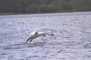 Rutland Nature Reserve, April 2015