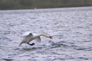 Rutland Nature Reserve, April 2015