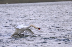 Rutland Nature Reserve, April 2015