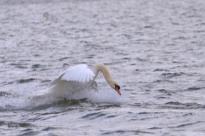 Rutland Nature Reserve, April 2015