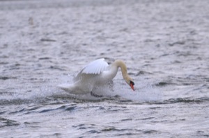 Rutland Nature Reserve, April 2015