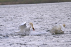 Rutland Nature Reserve, April 2015