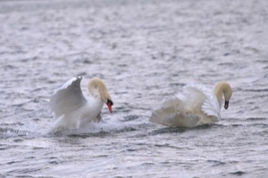 Rutland Nature Reserve, April 2015