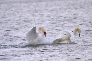Rutland Nature Reserve, April 2015