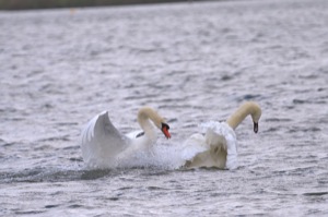 Rutland Nature Reserve, April 2015