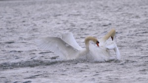 Rutland Nature Reserve, April 2015
