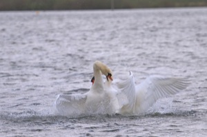 Rutland Nature Reserve, April 2015