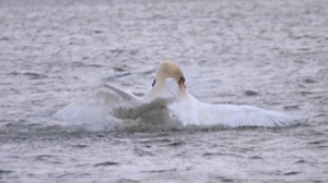 Rutland Nature Reserve, April 2015