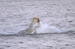 Rutland Nature Reserve, April 2015
