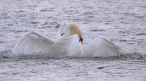 Rutland Nature Reserve, April 2015