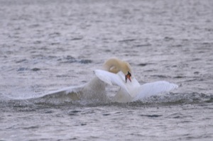 Rutland Nature Reserve, April 2015