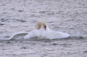 Rutland Nature Reserve, April 2015