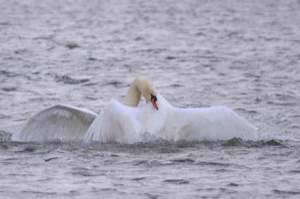 Rutland Nature Reserve, April 2015