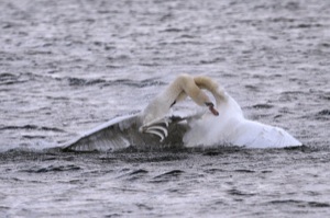 Rutland Nature Reserve, April 2015