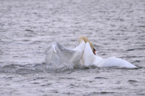 Rutland Nature Reserve, April 2015