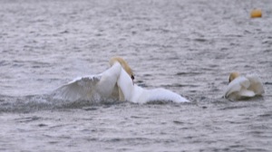 Rutland Nature Reserve, April 2015