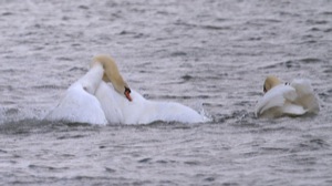 Rutland Nature Reserve, April 2015