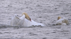 Rutland Nature Reserve, April 2015