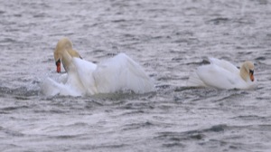 Rutland Nature Reserve, April 2015