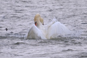 Rutland Nature Reserve, April 2015