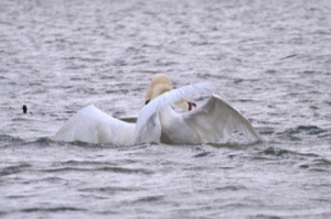 Rutland Nature Reserve, April 2015