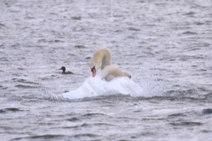 Rutland Nature Reserve, April 2015
