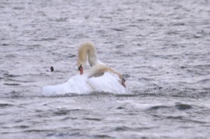 Rutland Nature Reserve, April 2015