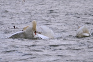 Rutland Nature Reserve, April 2015