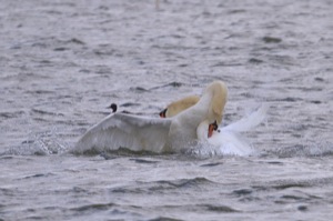 Rutland Nature Reserve, April 2015