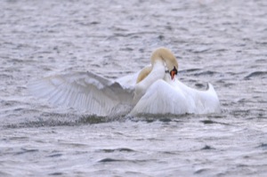 Rutland Nature Reserve, April 2015