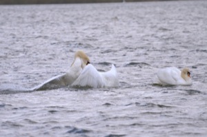 Rutland Nature Reserve, April 2015