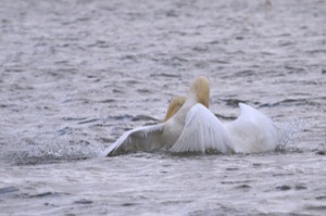 Rutland Nature Reserve, April 2015