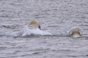 Rutland Nature Reserve, April 2015