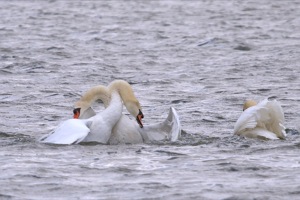 Rutland Nature Reserve, April 2015
