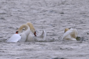 Rutland Nature Reserve, April 2015