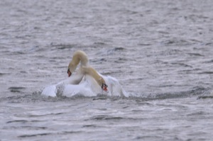 Rutland Nature Reserve, April 2015