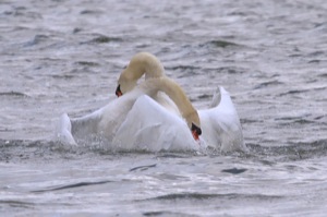 Rutland Nature Reserve, April 2015