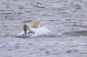 Rutland Nature Reserve, April 2015