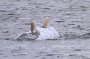 Rutland Nature Reserve, April 2015