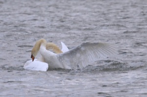 Rutland Nature Reserve, April 2015