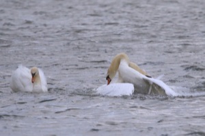 Rutland Nature Reserve, April 2015