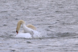 Rutland Nature Reserve, April 2015