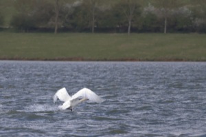 Rutland Nature Reserve, April 2015