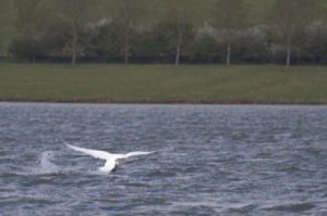 Rutland Nature Reserve, April 2015