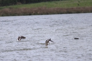 Rutland Nature Reserve, April 2015