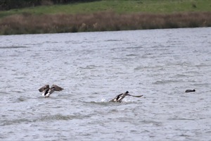 Rutland Nature Reserve, April 2015