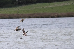 Rutland Nature Reserve, April 2015
