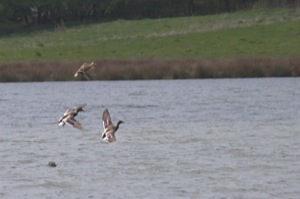 Rutland Nature Reserve, April 2015