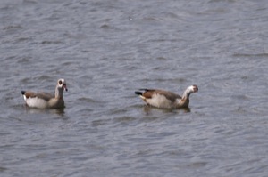 Rutland Nature Reserve, April 2015