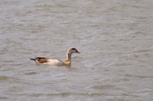 Rutland Nature Reserve, April 2015